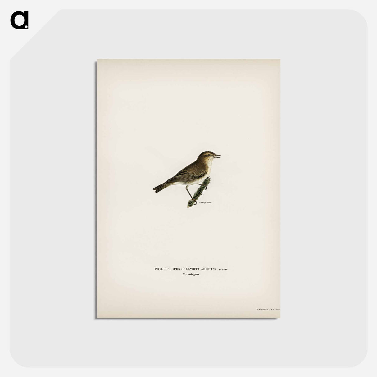 アートポストカード-Common Chiffchaff
 - スヴェンスカ フォグラル Postcard.