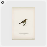 アートポストカード-Common Chiffchaff
 - スヴェンスカ フォグラル Postcard.