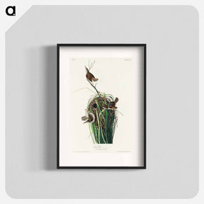 アートポスター-Marsh Wren from Birds of America
 - アメリカの鳥たち Poster.