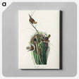 アートパネル-Marsh Wren from Birds of America
 - アメリカの鳥たち Canvas.