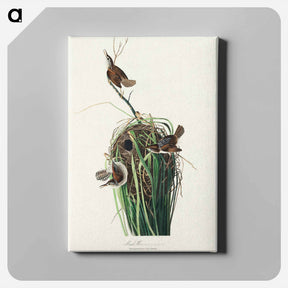アートパネル-Marsh Wren from Birds of America
 - アメリカの鳥たち Canvas.