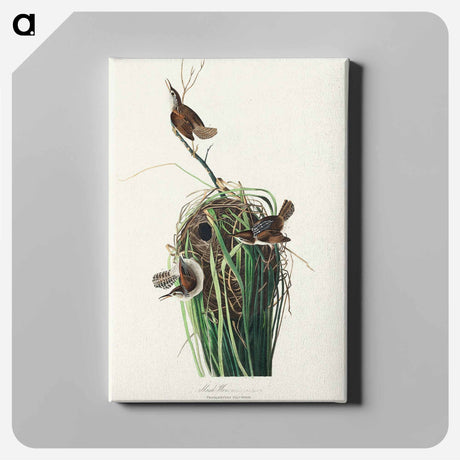 アートパネル-Marsh Wren from Birds of America
 - アメリカの鳥たち Canvas.