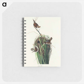 アートメモ帳-Marsh Wren from Birds of America
 - アメリカの鳥たち Memo.