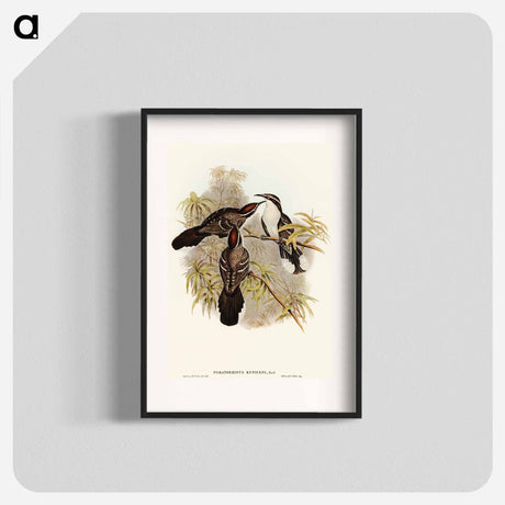 アートポスター-Chestnut-crowned Pomatorhinus
 - オーストラリアの鳥 Poster.