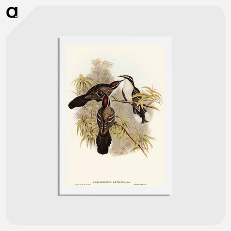 アートポストカード-Chestnut-crowned Pomatorhinus
 - オーストラリアの鳥 Postcard.