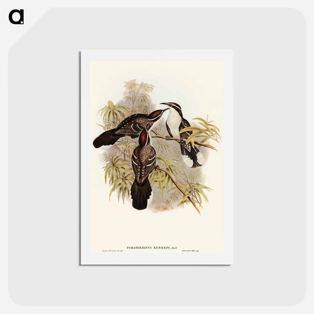 アートポストカード-Chestnut-crowned Pomatorhinus
 - オーストラリアの鳥 Postcard.