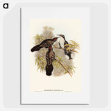 アートポスター-Chestnut-crowned Pomatorhinus
 - オーストラリアの鳥 Poster.