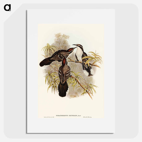アートポスター-Chestnut-crowned Pomatorhinus
 - オーストラリアの鳥 Poster.