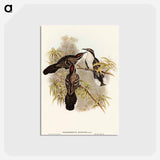アートポストカード-Chestnut-crowned Pomatorhinus
 - オーストラリアの鳥 Postcard.