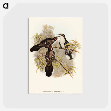 アートポストカード-Chestnut-crowned Pomatorhinus
 - オーストラリアの鳥 Postcard.