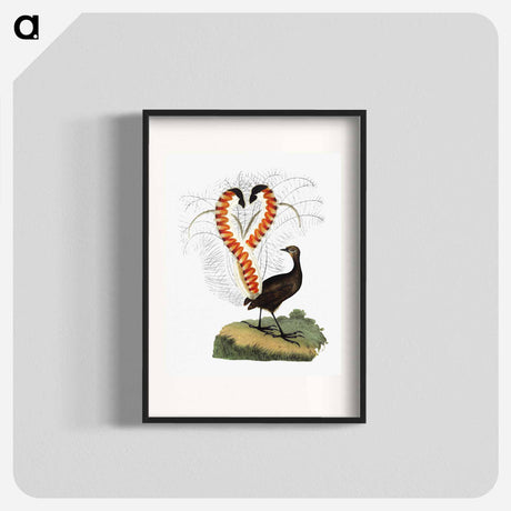 アートポスター-Lyrebird from An Account of the English Colony in New South Wales
 - 大英図書館 Poster.