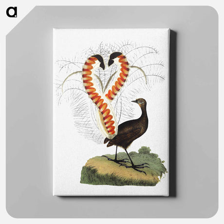 アートパネル-Lyrebird from An Account of the English Colony in New South Wales
 - 大英図書館 Canvas.