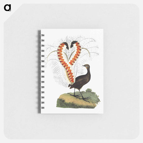 アートメモ帳-Lyrebird from An Account of the English Colony in New South Wales
 - 大英図書館 Memo.