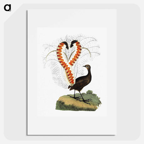 アートポスター-Lyrebird from An Account of the English Colony in New South Wales
 - 大英図書館 Poster.