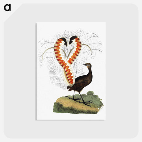 アートポストカード-Lyrebird from An Account of the English Colony in New South Wales
 - 大英図書館 Postcard.
