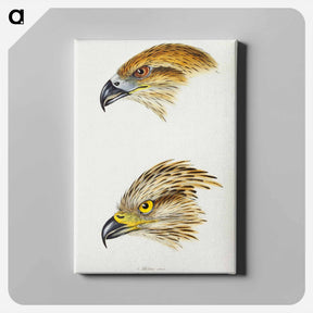 アートパネル-Australian Kites
 - ジョン グールド Canvas.