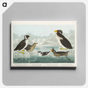 アートパネル-Birds of America
 - ジョン ジェームス オーデュボン Canvas.