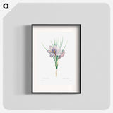 Autumn crocus - Pierre Joseph Redouté Poster.