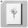 4-24_Pierre-Joseph-Redoute_canvas