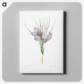 4-24_Pierre-Joseph-Redoute_canvas