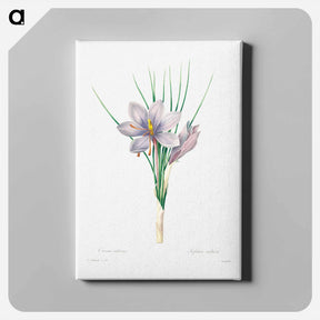 アートパネル-Autumn crocus - ピエール ジョゼフ ルドゥーテ Canvas.