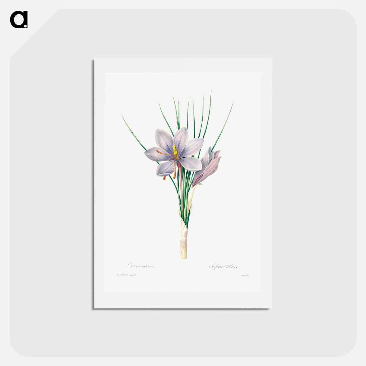 アートポストカード-Autumn crocus - ピエール ジョゼフ ルドゥーテ Postcard.