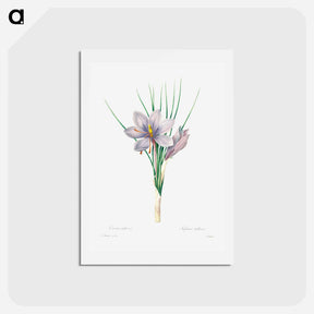 アートポストカード-Autumn crocus - ピエール ジョゼフ ルドゥーテ Postcard.