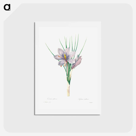 アートポストカード-Autumn crocus - ピエール ジョゼフ ルドゥーテ Postcard.