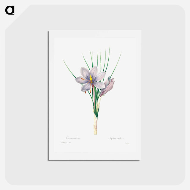 アートポストカード-Autumn crocus - ピエール ジョゼフ ルドゥーテ Postcard.