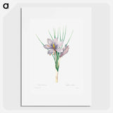 Autumn crocus - Pierre Joseph Redouté Poster.