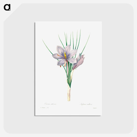 アートポストカード-Autumn crocus - ピエール ジョゼフ ルドゥーテ Postcard.