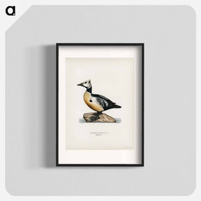 アートポスター-Steller's Eider
 - スヴェンスカ フォグラル Poster.
