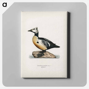 アートパネル-Steller's Eider
 - スヴェンスカ フォグラル Canvas.