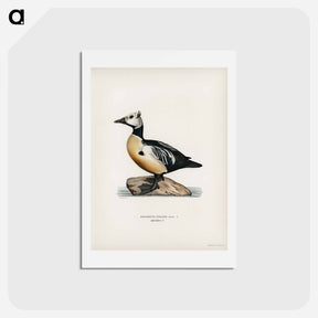 アートポストカード-Steller's Eider
 - スヴェンスカ フォグラル Postcard.
