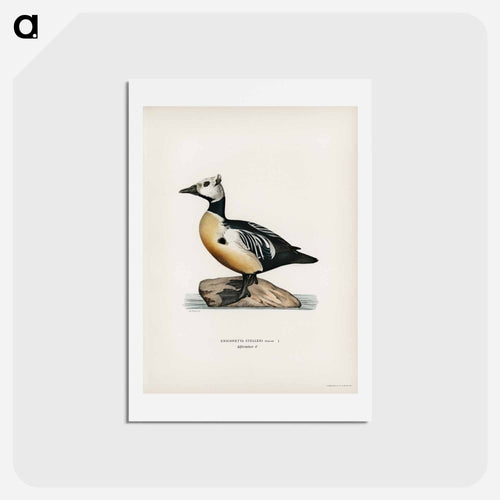 Steller's Eider
 - スヴェンスカ フォグラル Postcard.