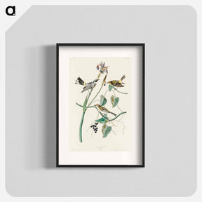 アートポスター-Yellow-crown Warbler from Birds of America
 - アメリカの鳥たち Poster.