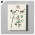 アートパネル-Yellow-crown Warbler from Birds of America
 - アメリカの鳥たち Canvas.