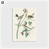 アートポストカード-Yellow-crown Warbler from Birds of America
 - アメリカの鳥たち Postcard.
