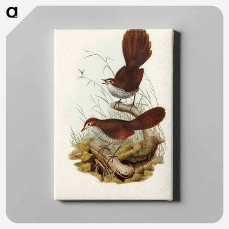 アートパネル-Rufous-headed Bristle-Bird
 - オーストラリアの鳥 Canvas.