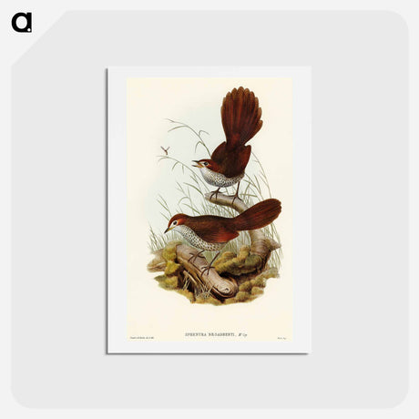 アートポストカード-Rufous-headed Bristle-Bird
 - オーストラリアの鳥 Postcard.