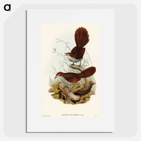 アートポスター-Rufous-headed Bristle-Bird
 - オーストラリアの鳥 Poster.