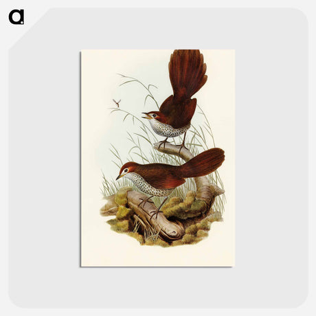 アートポストカード-Rufous-headed Bristle-Bird
 - オーストラリアの鳥 Postcard.