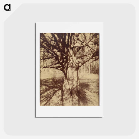 アートポストカード-Arbre (Garche) Hêtre
 - ウジェーヌ アジェ Postcard.