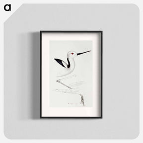 アートポスター-White-headed Stilt
 - ジョン グールド Poster.