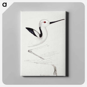 アートパネル-White-headed Stilt
 - ジョン グールド Canvas.