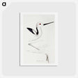 アートポストカード-White-headed Stilt
 - ジョン グールド Postcard.