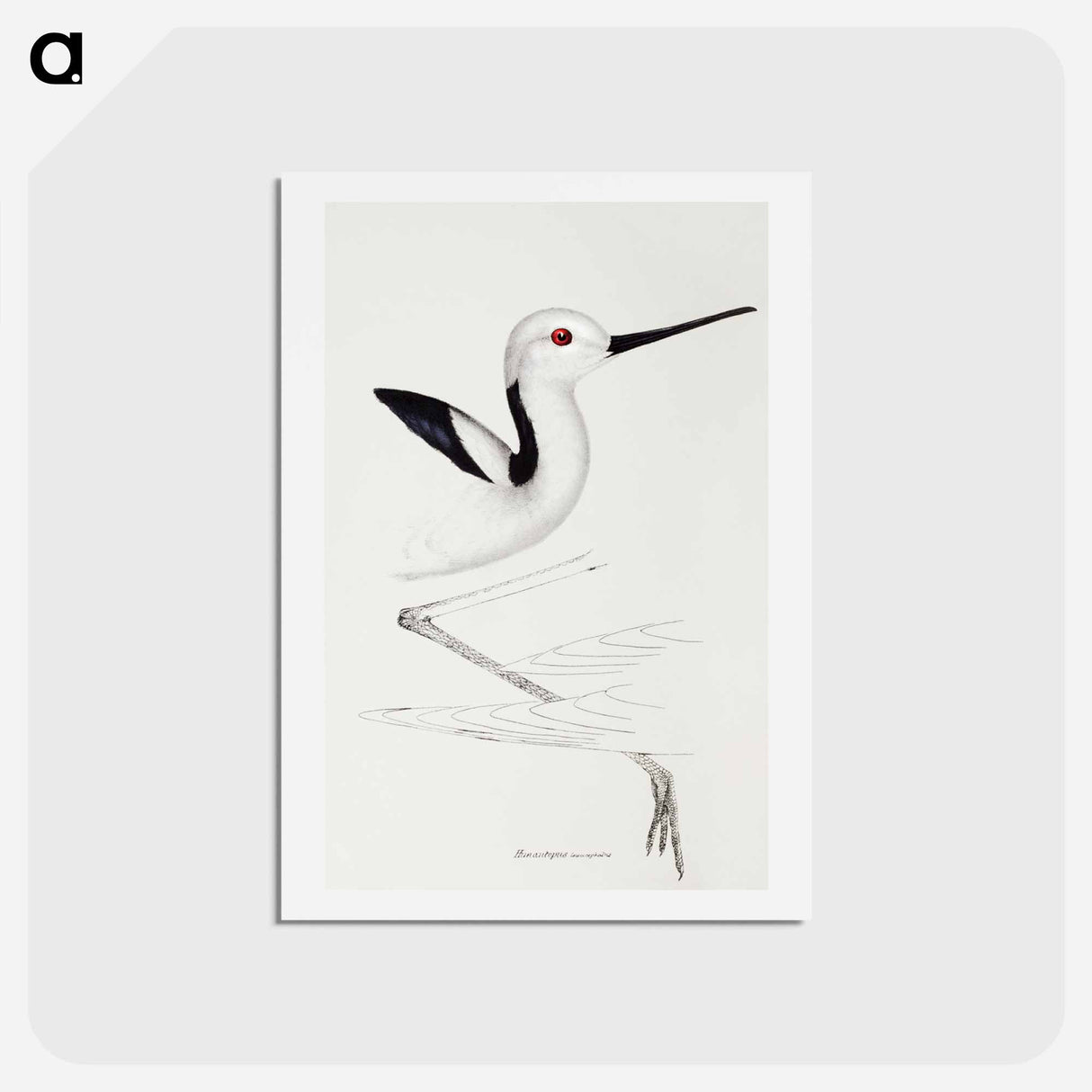アートポストカード-White-headed Stilt
 - ジョン グールド Postcard.