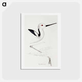 アートポストカード-White-headed Stilt
 - ジョン グールド Postcard.