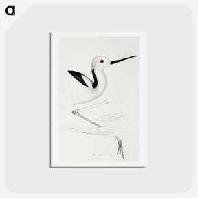 アートポストカード-White-headed Stilt
 - ジョン グールド Postcard.