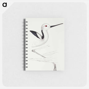 アートメモ帳-White-headed Stilt
 - ジョン グールド Memo.